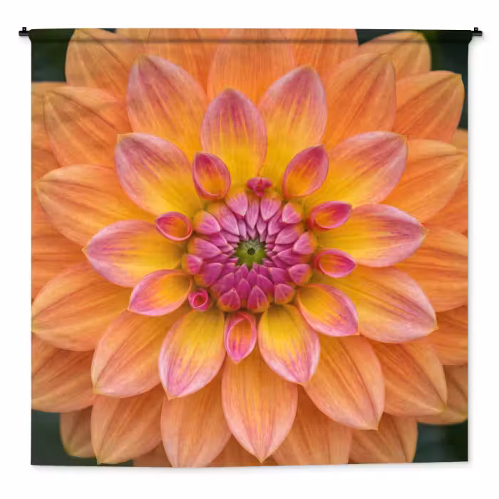 Wandkleed - Dahlia - Bloem - Oranje