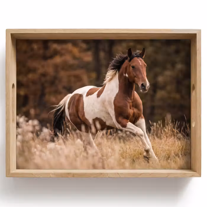 Dienblad - Paard - Bruin - Gras