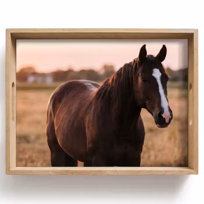 Dienblad - Paard - Zonsondergang - Bruin