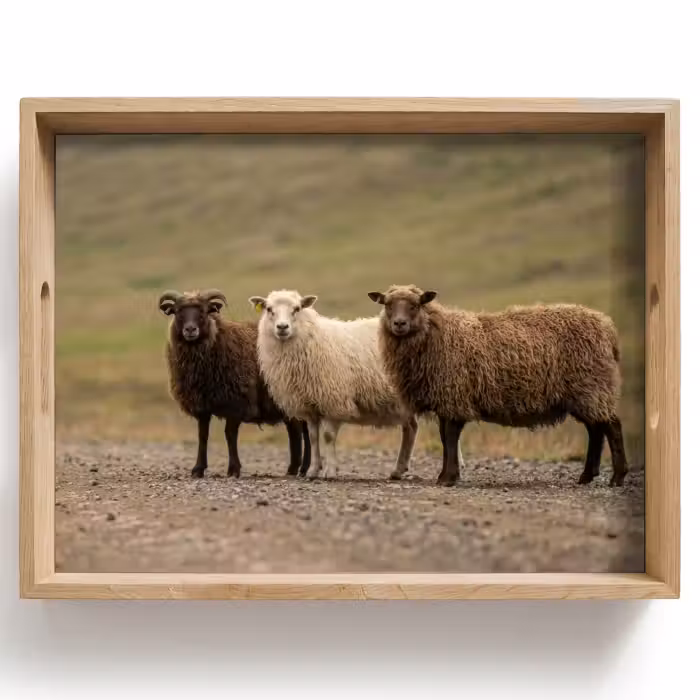 Dienblad - Schapen - Bruin - Wit - Grindpad