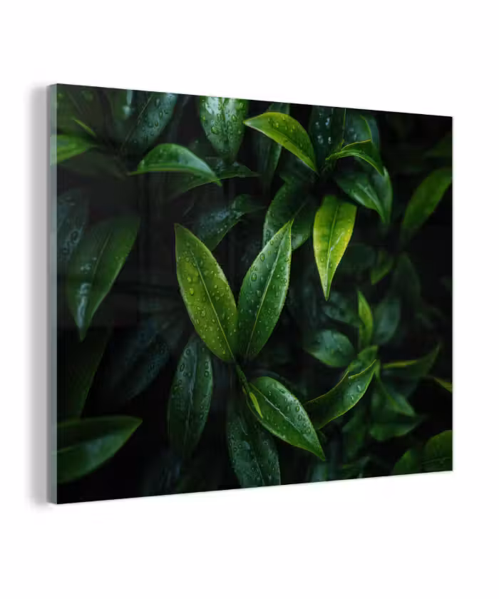 Glas schilderij - Bladeren - Regendruppels - Licht - Groen