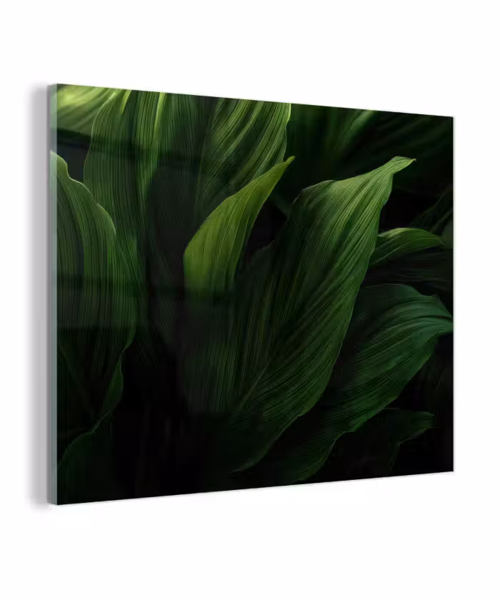 Glas schilderij - Bladeren - Schaduw - Groen - Textuur