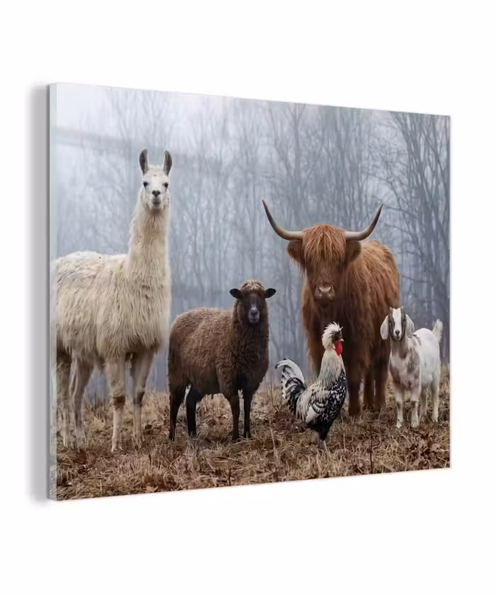 Glas schilderij - Boerderijdieren - Groep - Mist - Natuur - Rustiek