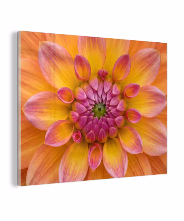 Glas schilderij - Dahlia - Bloem - Oranje