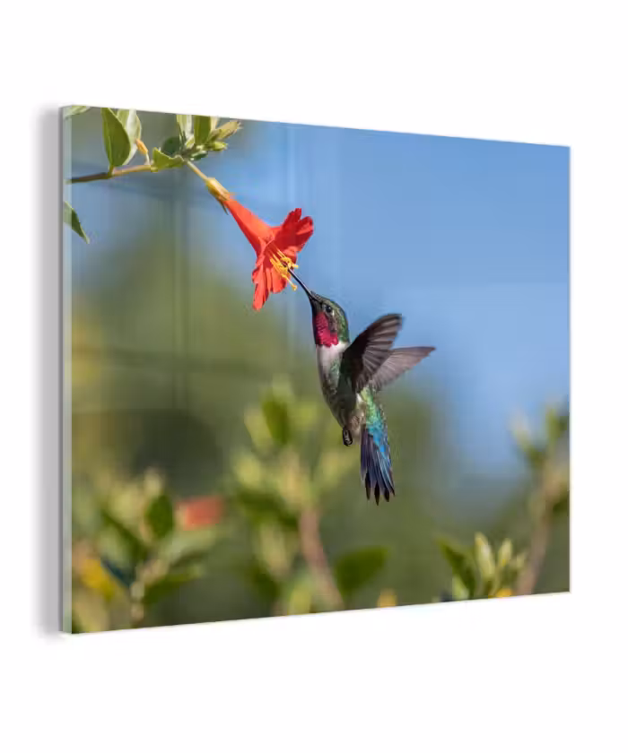 Glas schilderij - Kolibrie - Bloem - Natuur - Groen