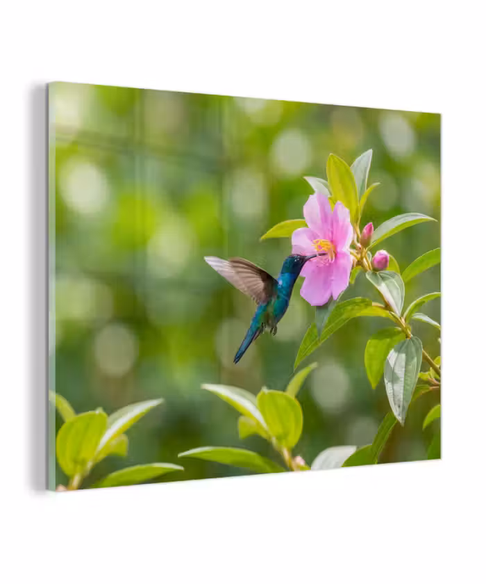 Glas schilderij - Kolibrie - Bloem - Natuur - Groen