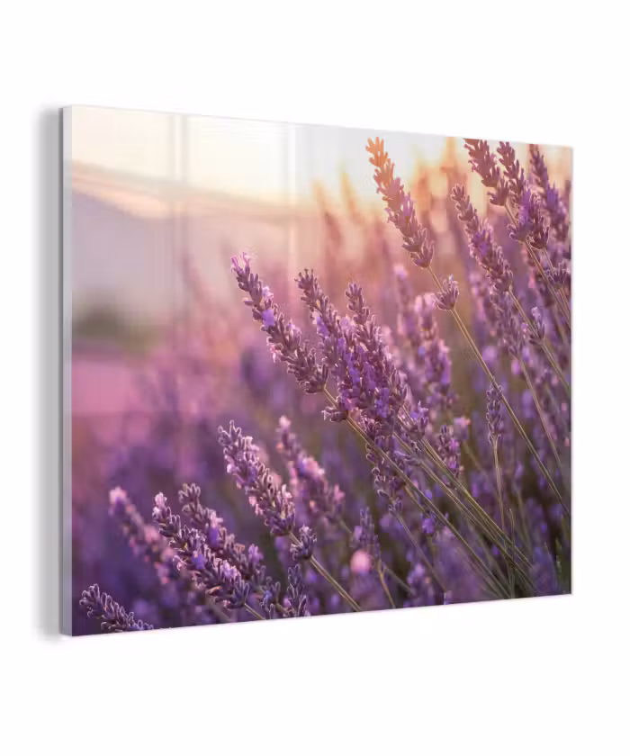 Glas schilderij - Lavendel - Paars - Zonlicht