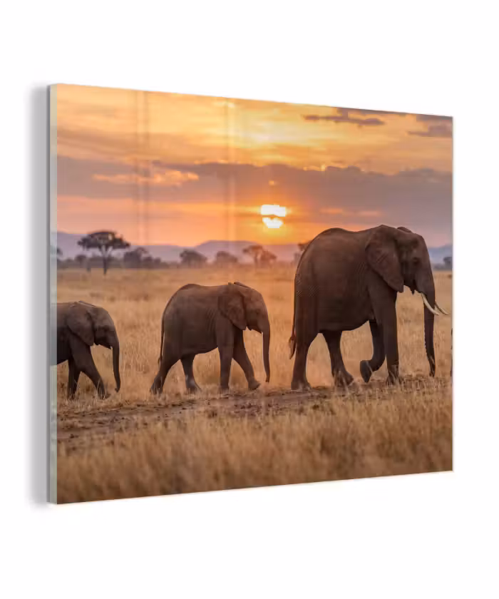 Glas schilderij - Olifanten - Savanne - Zonsondergang - Afrika - Warm