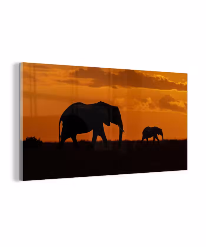 Glas schilderij - Olifanten - Savanne - Zonsondergang