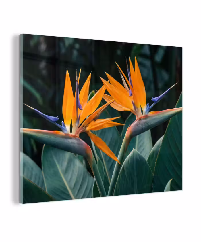 Glas schilderij - Paradijsvogel - Bloem - Exotisch