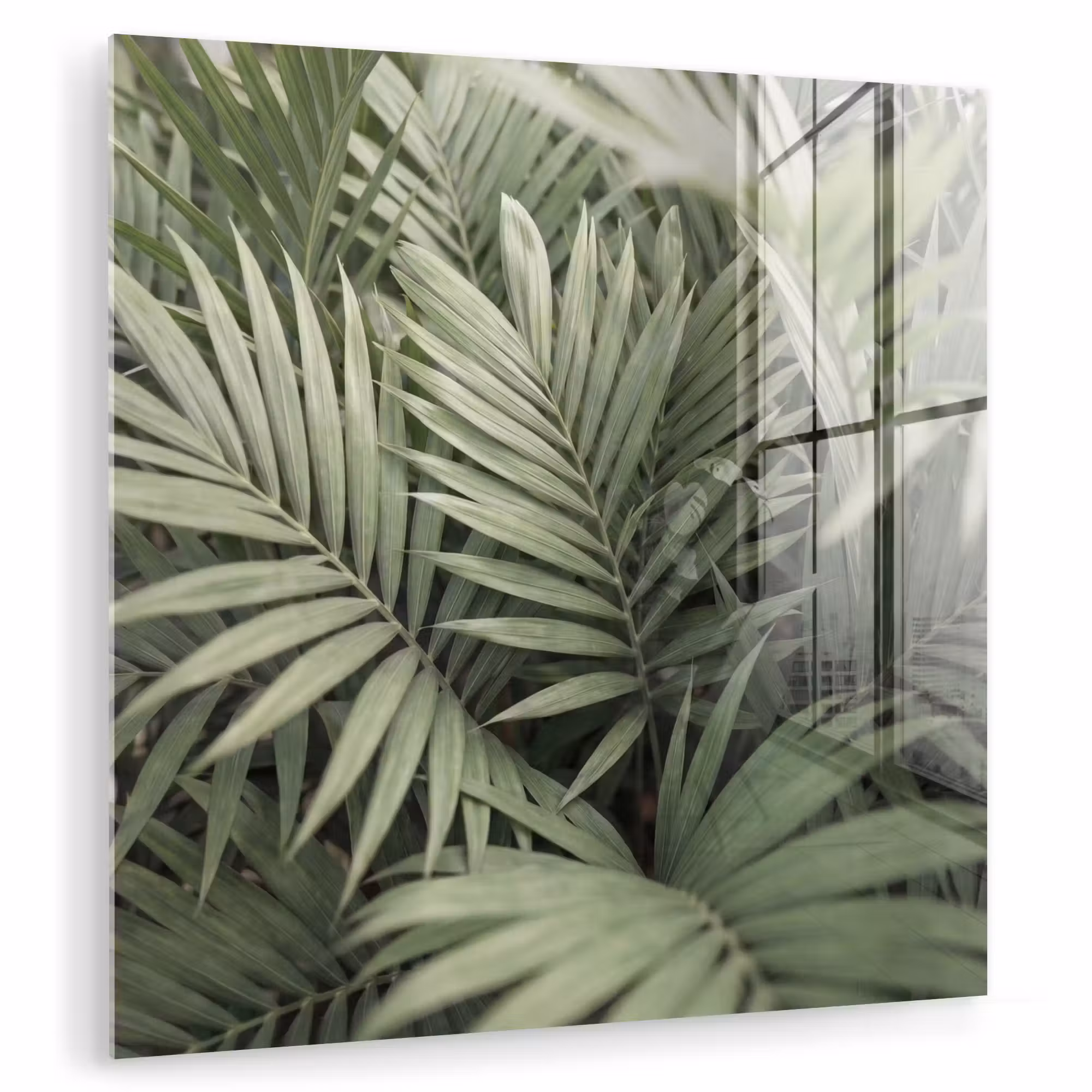 Glas schilderij - Plant - Palmbladeren - Natuur - Groen