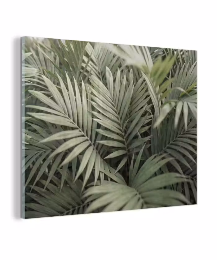 Glas schilderij - Plant - Palmbladeren - Natuur - Groen