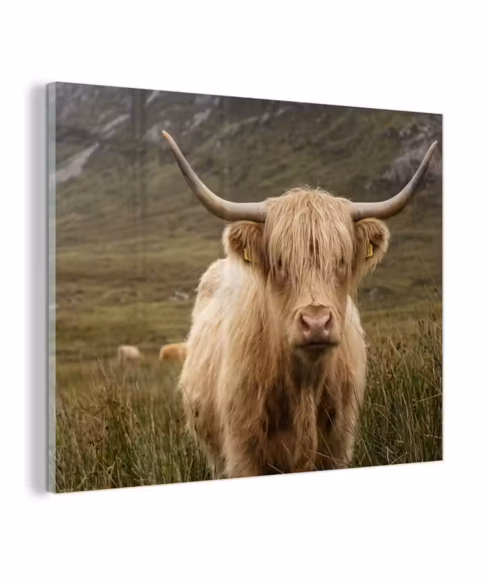 Glas schilderij - Schotse hooglander - Bergen - Grasveld