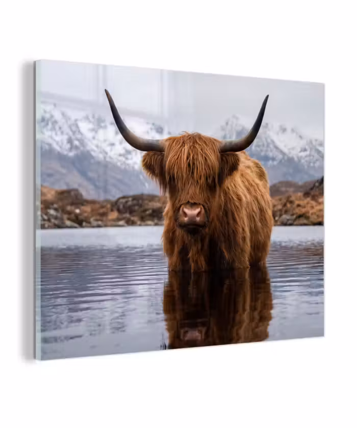 Glas schilderij - Schotse hooglander - Bruin - Water