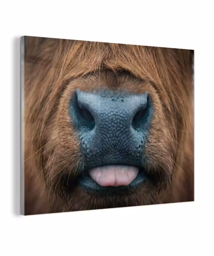 Glas schilderij - Schotse hooglander - Neus - Bruin