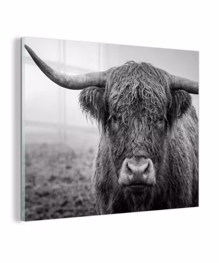 Glas schilderij - Schotse hooglander - Zwart - Wit - Gras