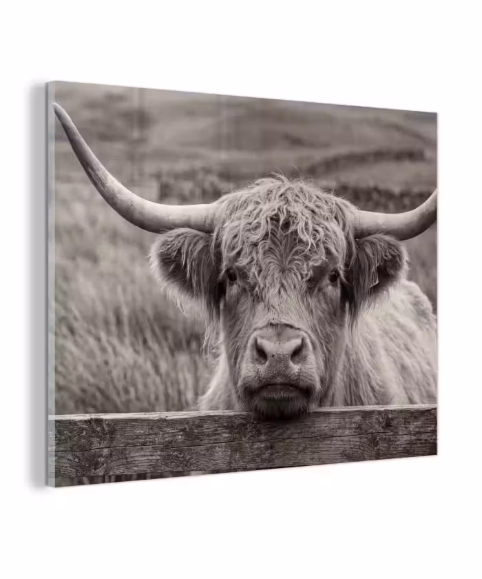 Glas schilderij - Schotse hooglander - Zwart - Wit - Hout