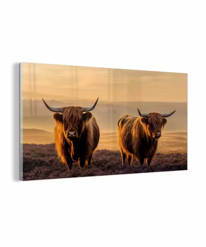 Glas schilderij - Schotse hooglanders - Heide - Landschap - Dieren
