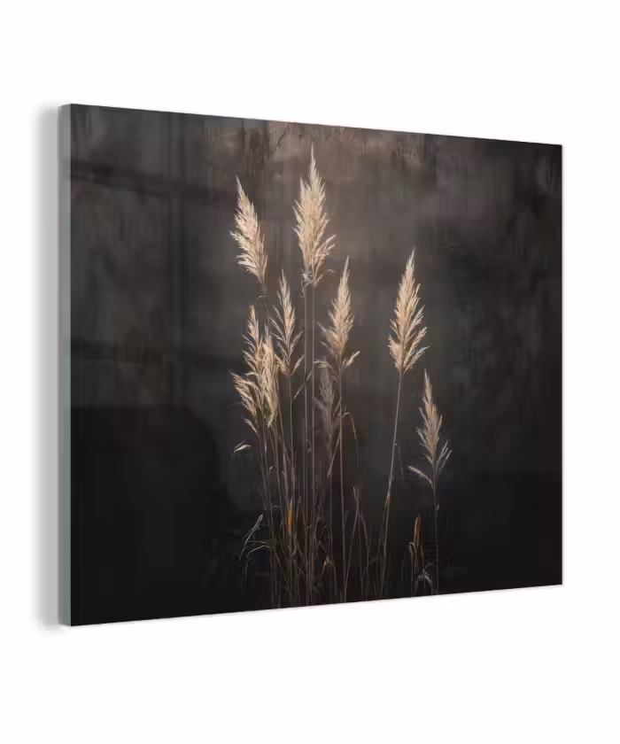Glas schilderij - Siergras - Pluimen - Verlichting - Zwart