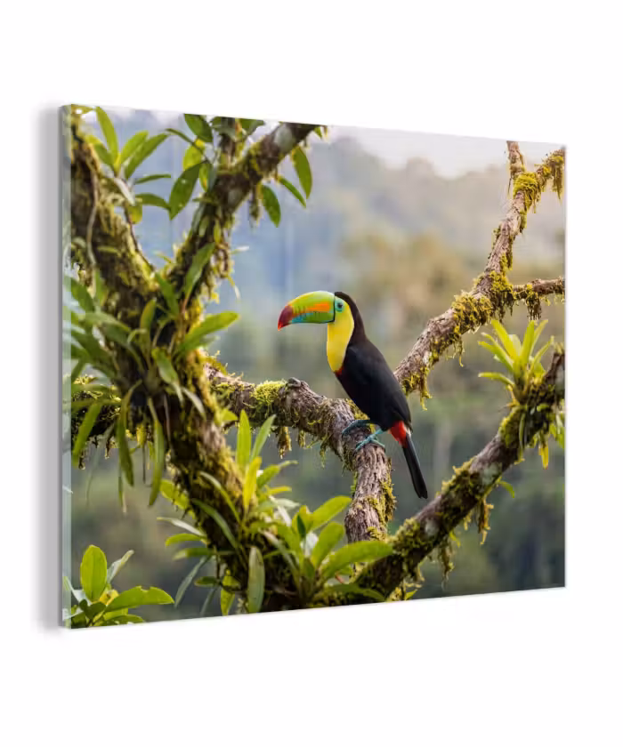 Glas schilderij - Toekan - Jungle - Natuur - Kleurrijk