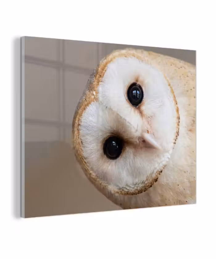 Glas schilderij - Uil - Bruin - Wit