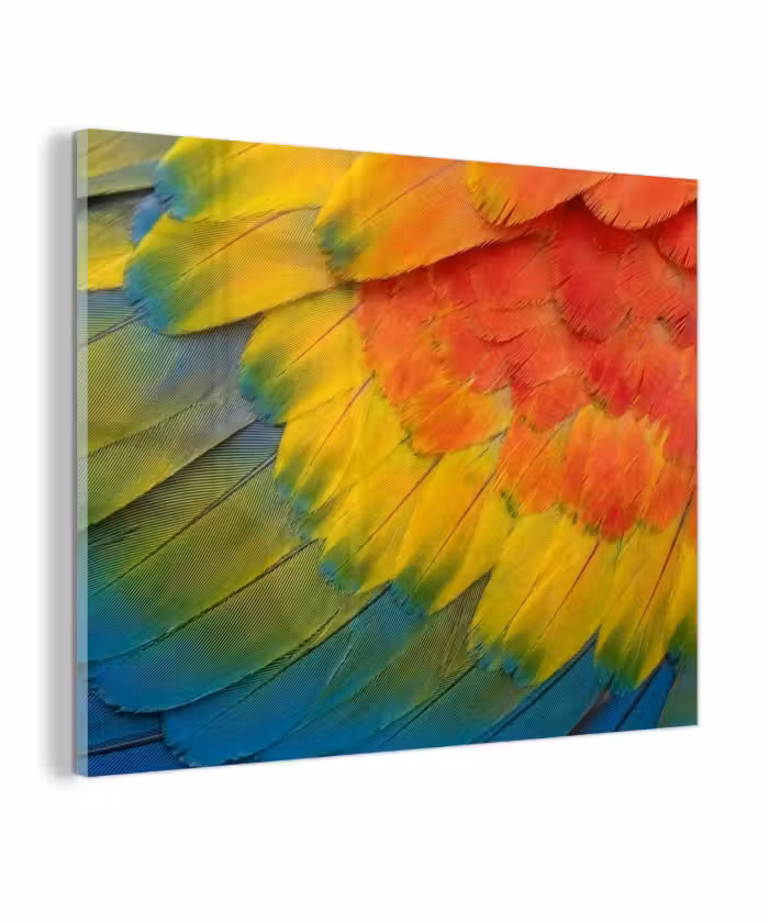 Glas schilderij - Veren - Ara - Kleurrijk