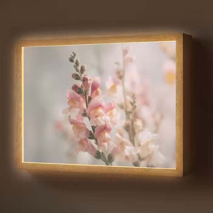 Lightbox - Wandlamp - Bloem - Leeuwenbek - Roze - Stengel