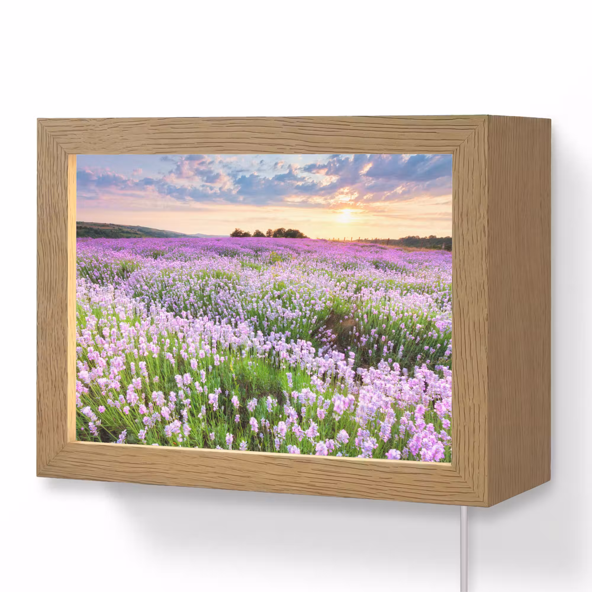 Lightbox - Wandlamp - Bloemen - Lavendel - Paars - Lucht - Zonsondergang - Weide - Natuur
