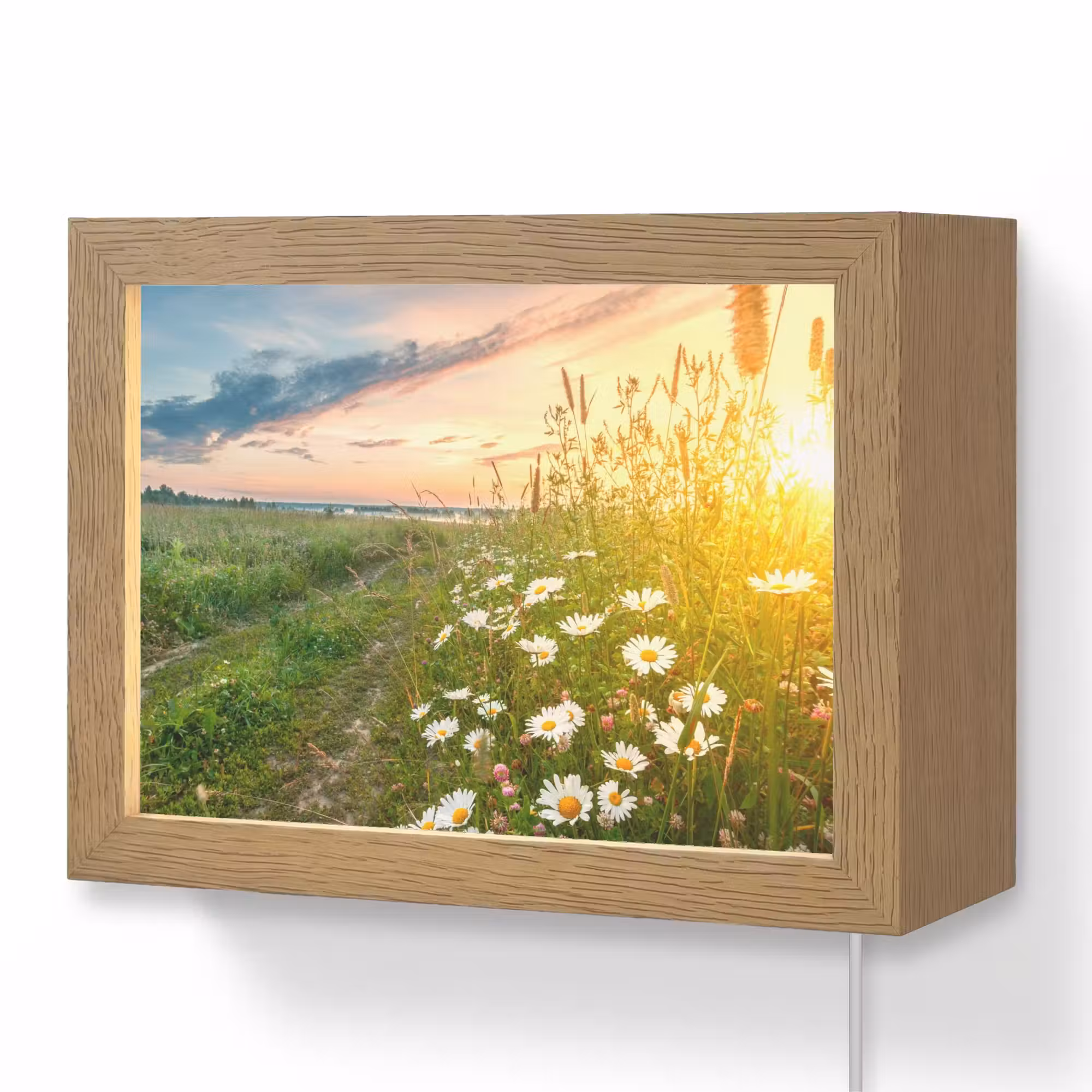 Lightbox - Wandlamp - Bloemen - Madelief - Natuur - Zon - Horizon