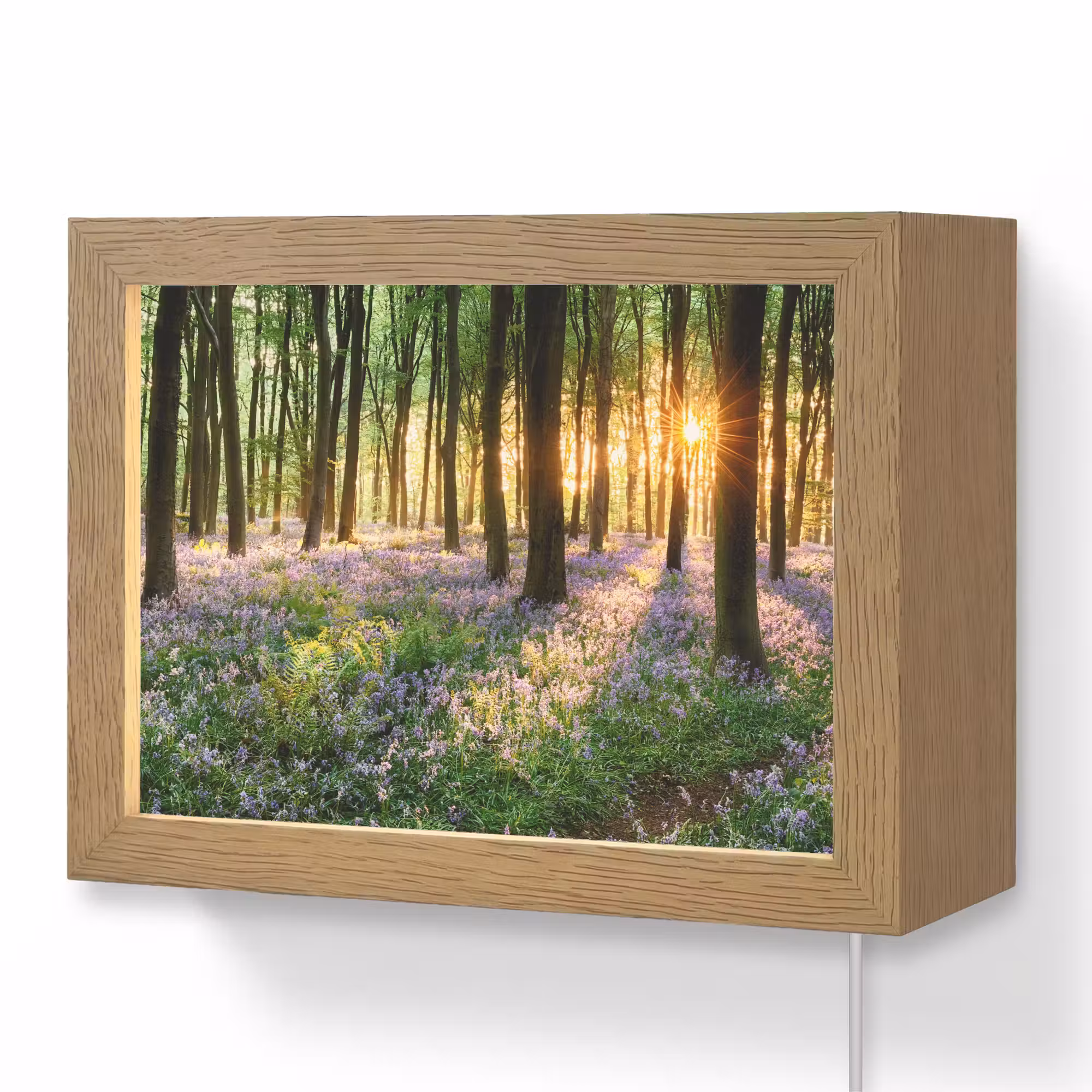 Lightbox - Wandlamp - Bos - Bloemen - Lavendel - Zon - Paars - Natuur
