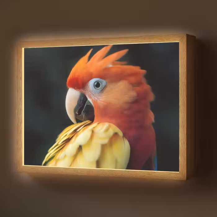 Lightbox - Wandlamp - Close-up - Papegaai - Veren - Oranje
