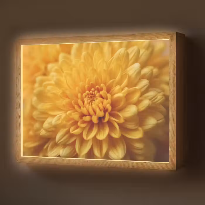 Lightbox - Wandlamp - Geel - Chrysant - Zachtheid