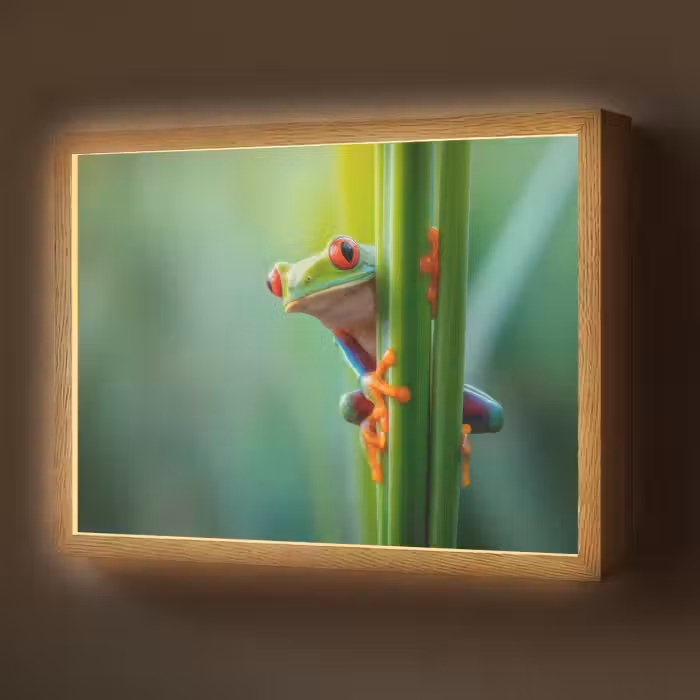 Lightbox - Wandlamp - Groene kikker - Nieuwsgierig - Gras