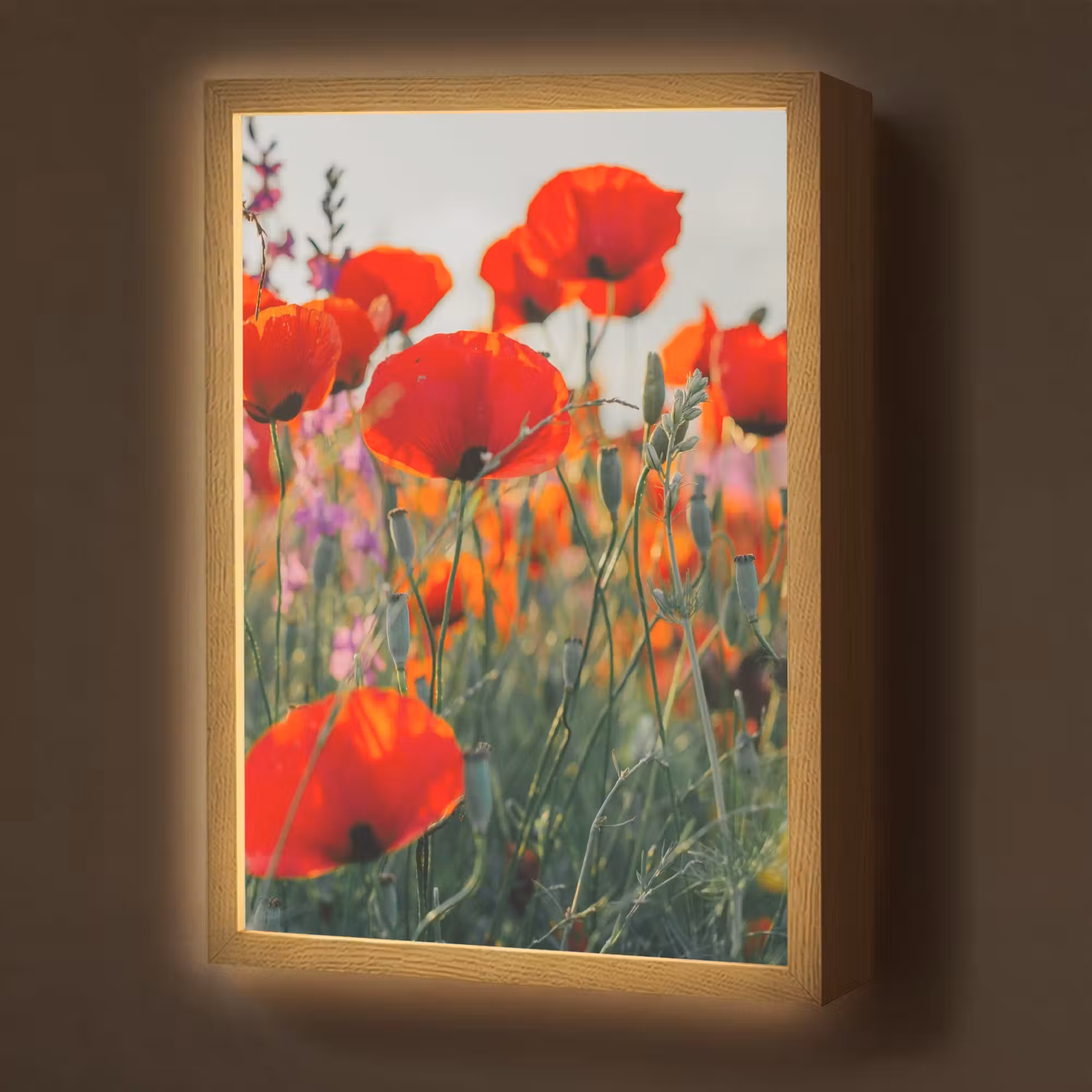 Lightbox - Wandlamp - Klaproos - Bloemen - Rood - Paars - Weide