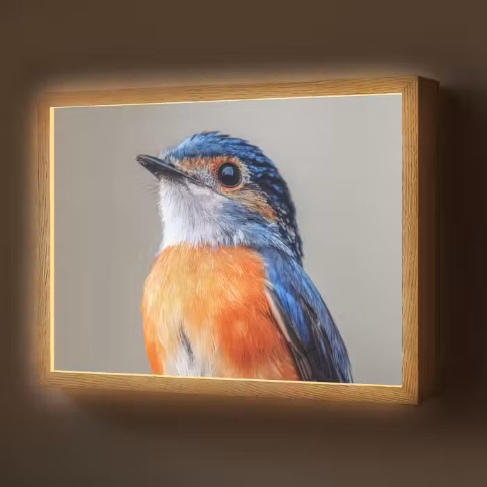 Lightbox - Wandlamp - Kleurrijk - Vogeltje - Veren - Blauw