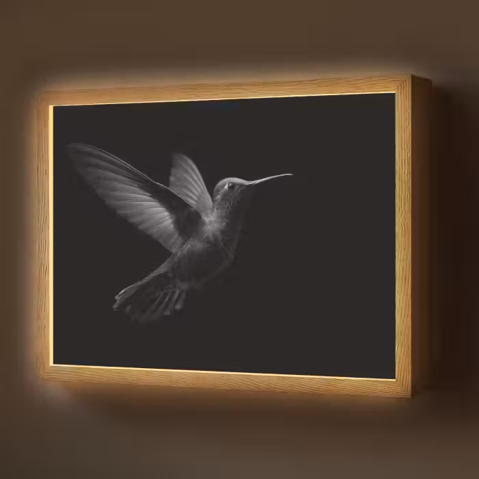 Lightbox - Wandlamp - Kolibrie - Zwart - Dieren