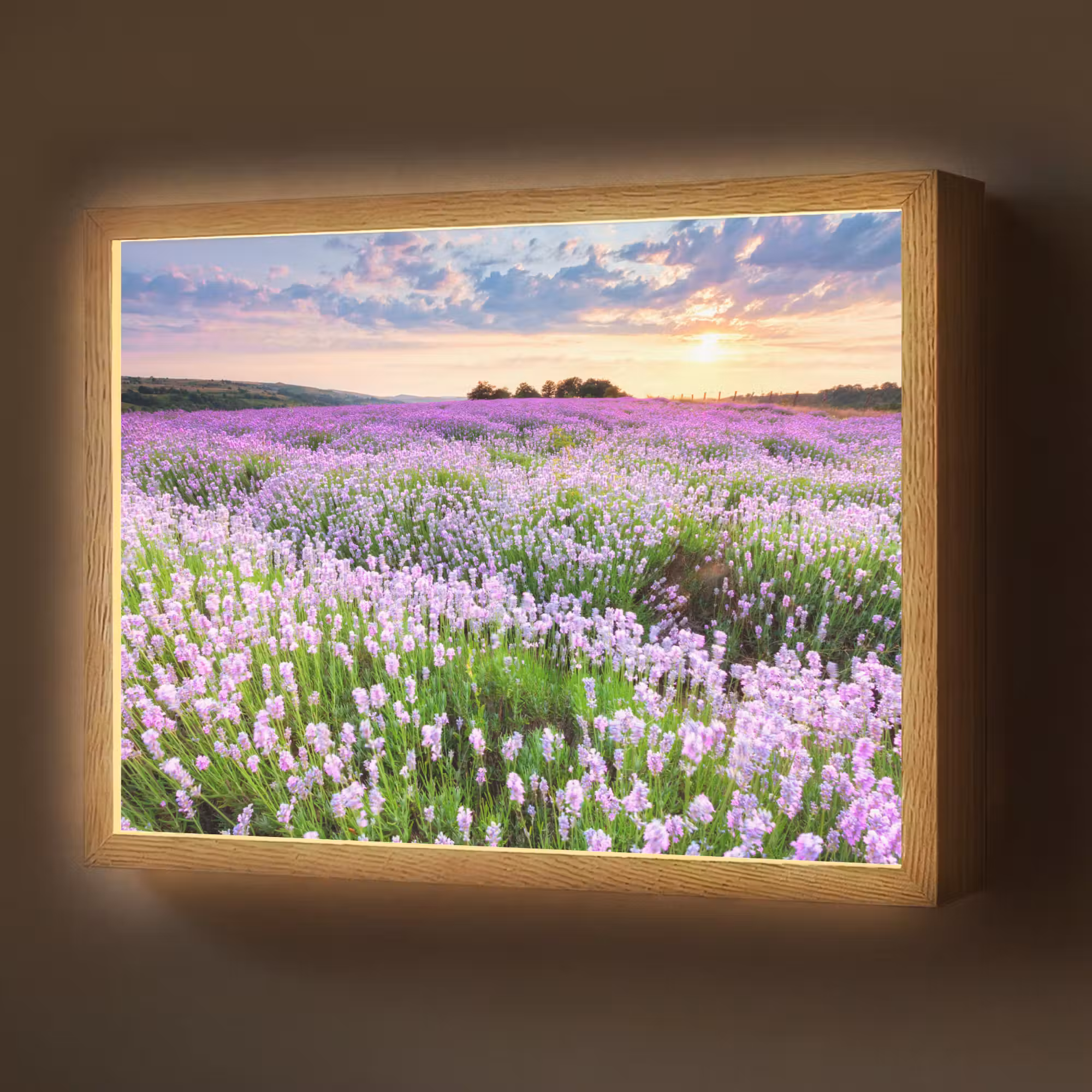 Lightbox - Wandlamp - Lavendel - Bloemen - Zonsondergang - Paars - Weide