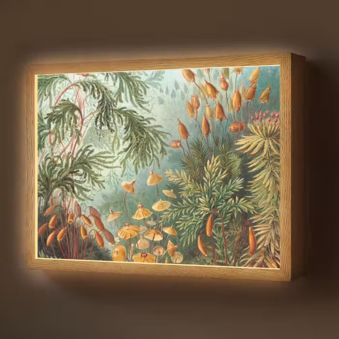 Lightbox - Wandlamp - Oude meesters - Kunst - Muscinae - Haeckel