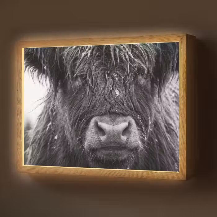Lightbox - Wandlamp - Schotse hooglander - Zwart - Wit - Sneeuwvlokken
