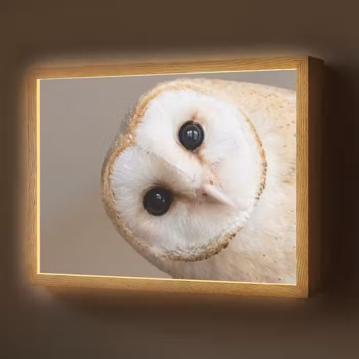 Lightbox - Wandlamp - Uil - Bruin - Wit
