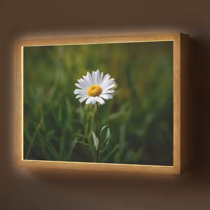 Lightbox - Wandlamp - Wit - Madeliefje - Bloem - Gras