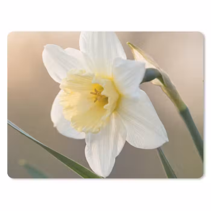 Muismat - Narcis - Bloem - Minimalistisch