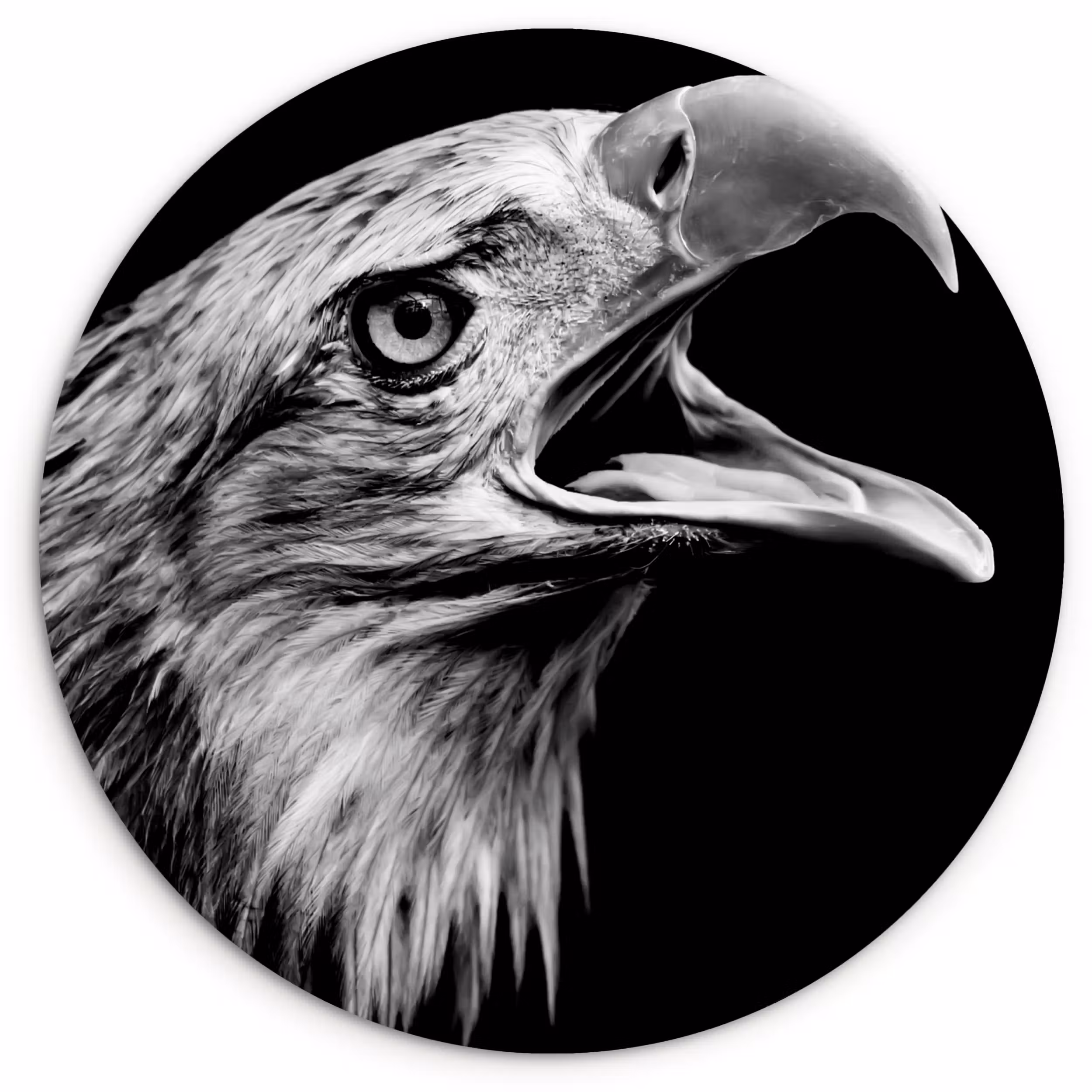 Muurcirkel - Adelaar - Portret - Roofvogels - Zwart - Wit - Vogel