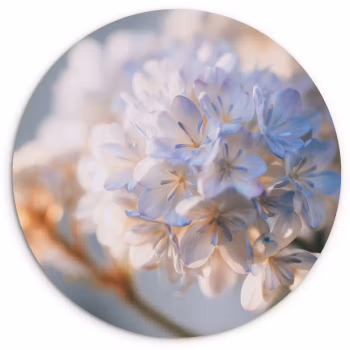 Muurcirkel - Bloemen - Lichtblauw - Wazig - Trosje