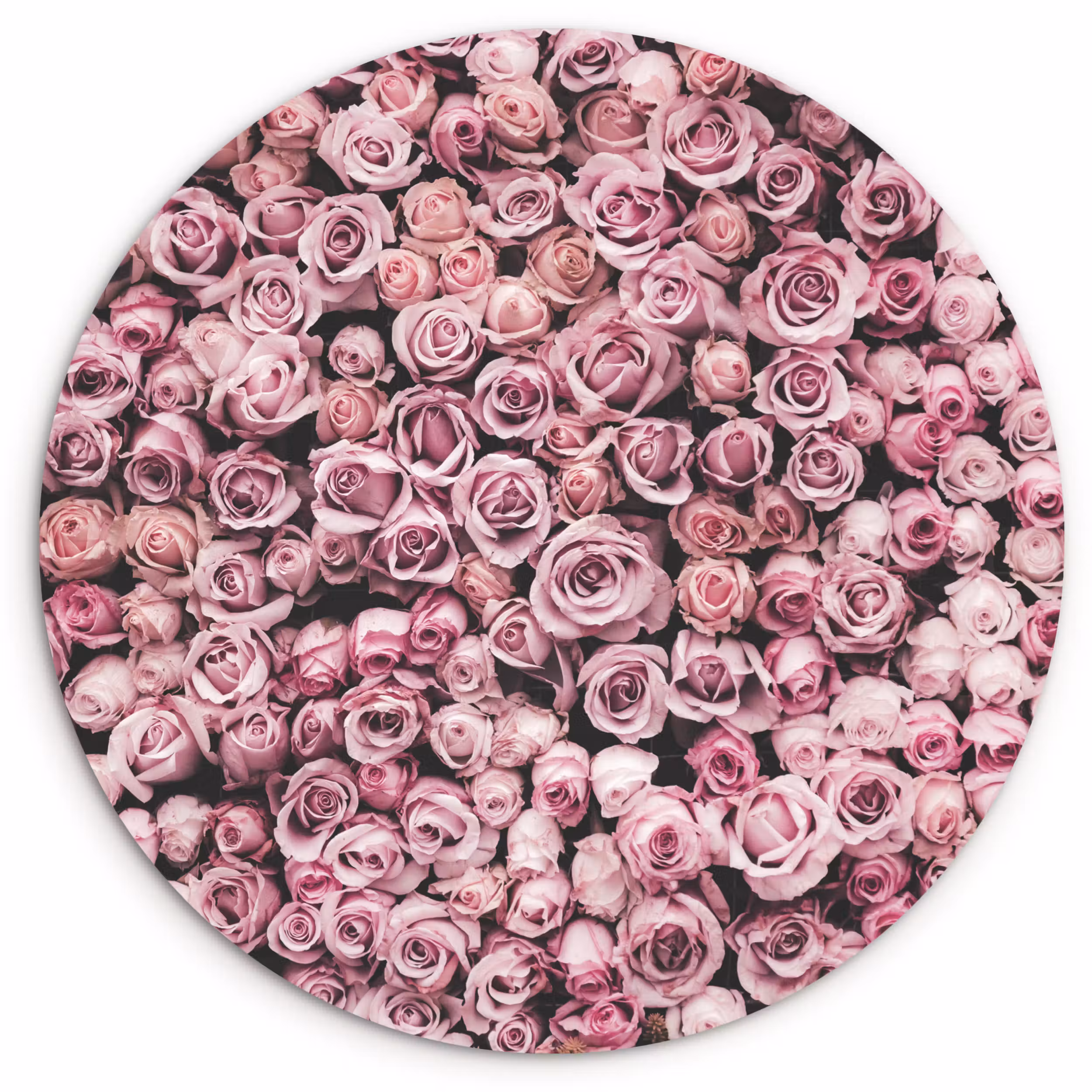 Muurcirkel - Bloemen - Rozen - Natuur - Roze - Botanisch