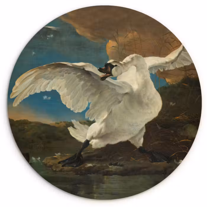 Muurcirkel - De bedreigde zwaan - Schilderij van Jan Asselijn