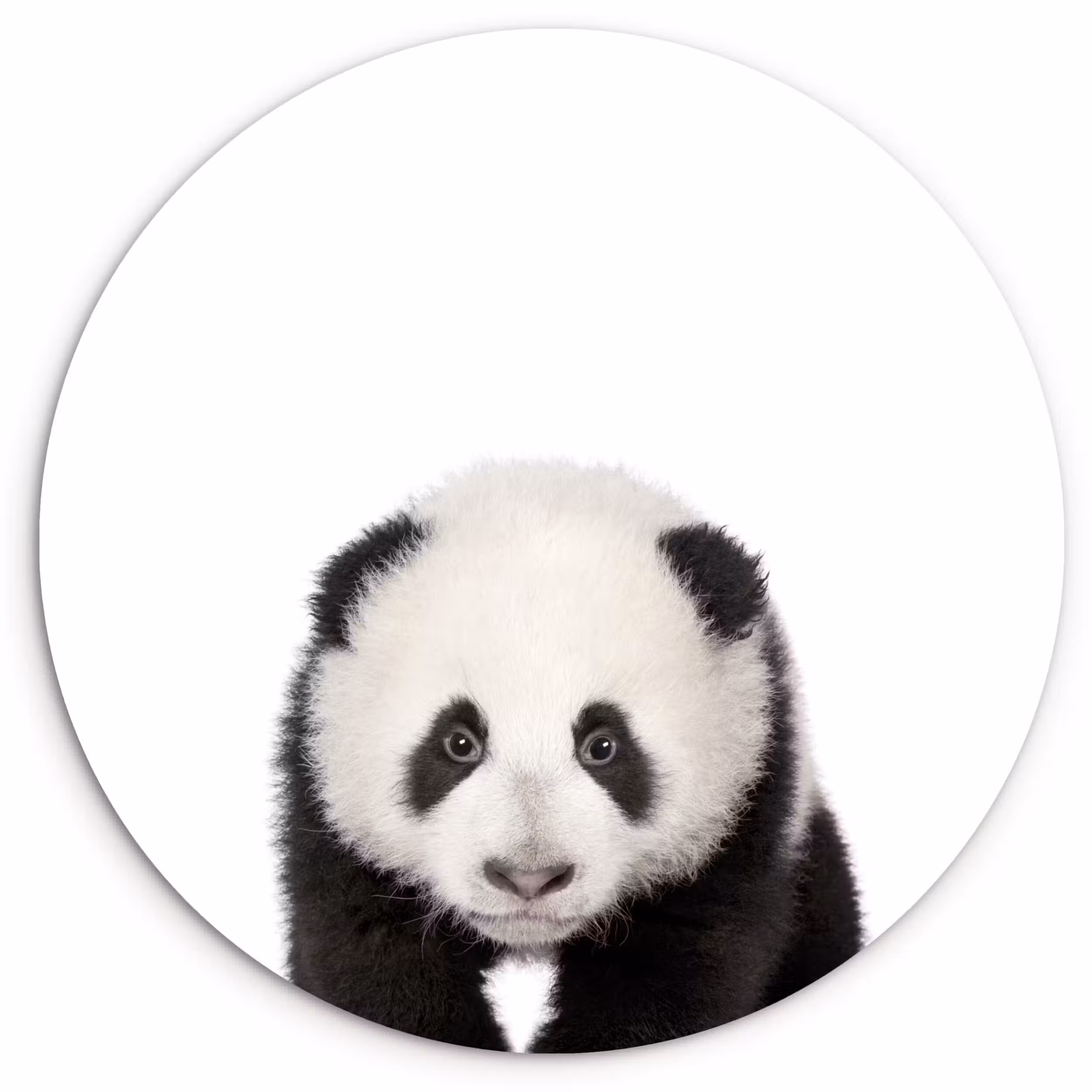 Muurcirkel - Dieren - Kinderen - Panda - Meisjes - Jongens
