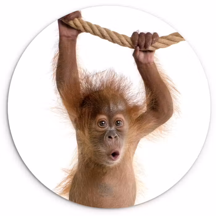 Muurcirkel - Dieren - Orang oetan - Touw - Dieren - Kinderen - Jongen