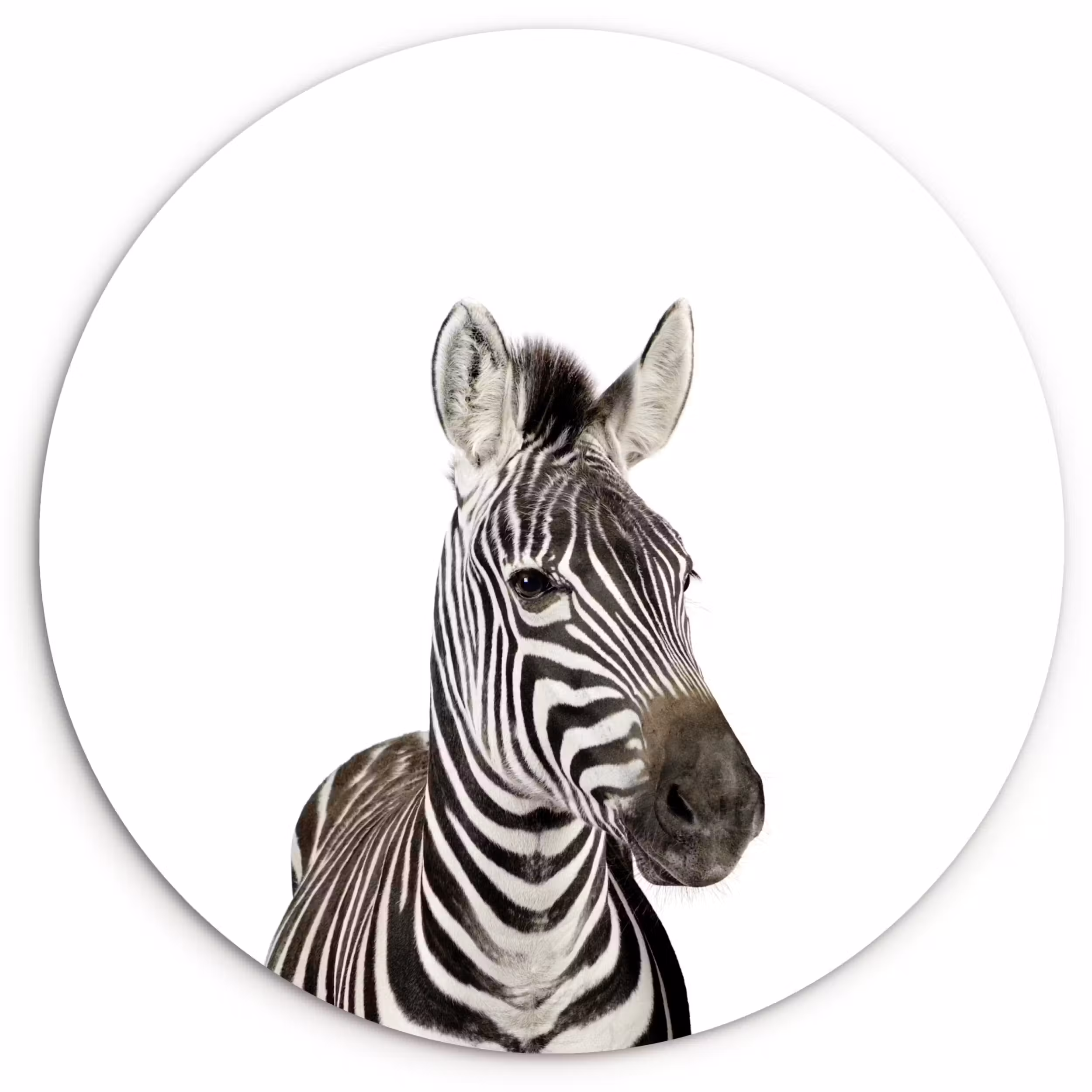 Muurcirkel - Dieren - Zebra - Kinderen - Wit - Portret- Meisjes
