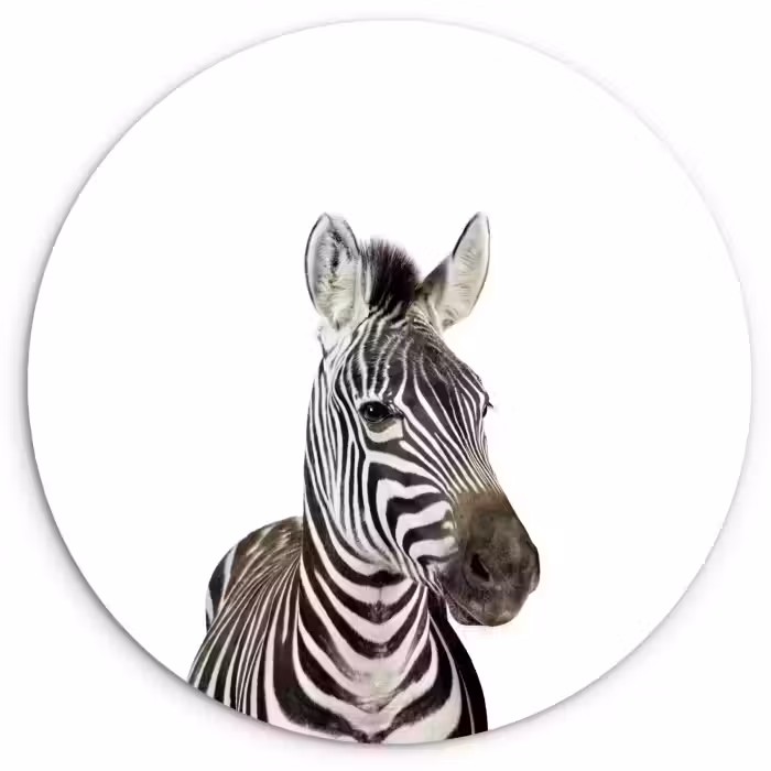 Muurcirkel - Dieren - Zebra - Kinderen - Wit - Portret- Meisjes